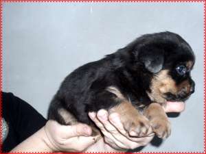 Catei Rottweiler!Calitate la pret de crescator, FARA INTERMEDIARI.
