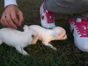 CHIHUAHUA toy + CADOU pt puiut!!