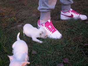 CHIHUAHUA toy + CADOU pt puiut!!