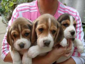 BEAGLE femele + CADOU pt puiut!
