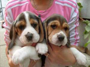 BEAGLE femele + CADOU pt puiut!