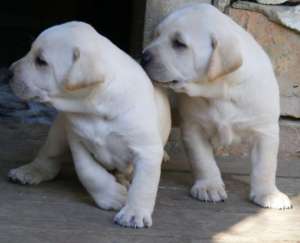 LABRADOR RETRIEVER + cadou pt puiut!!
