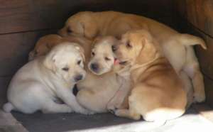 LABRADOR RETRIEVER + cadou pt puiut!!