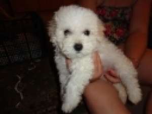 BICHON BOLOGNEZ + cadou pt puiut!!!