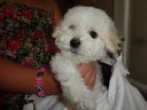 BICHON BOLOGNEZ + cadou pt puiut!!!