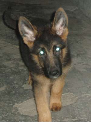 Van pui ciobanesc german cu pedigree 3 luni