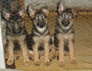 Van pui ciobanesc german cu pedigree 3 luni