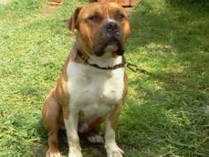 mascul amstaff pentru monta