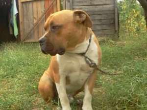 mascul amstaff pentru monta