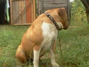 mascul amstaff pentru monta