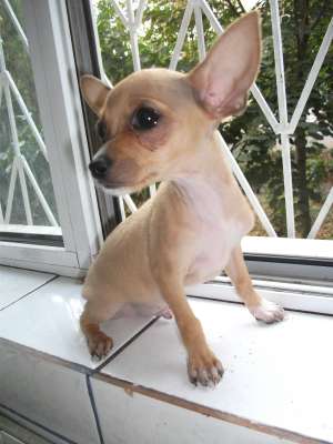 vand chihuahua