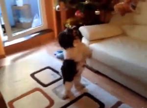 Caut fetita shi-tzu pentru imperechere