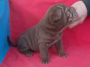 Shar-pei puppies for sale