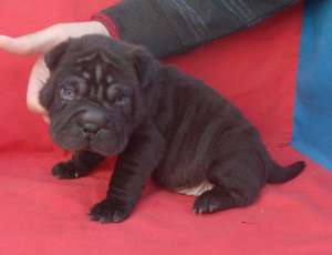 Shar-pei puppies for sale