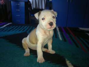 vand pui Amstaff mascul