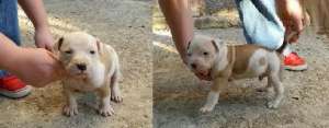 vand pui Amstaff mascul