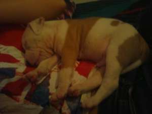vand pui Amstaff mascul