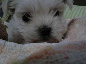 vand pui bichon maltez