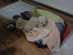 vand pui bichon maltez
