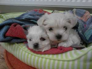 vand pui bichon maltez