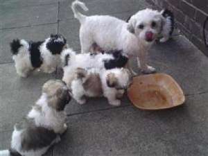 vand pui bichon pret de criza 500ron