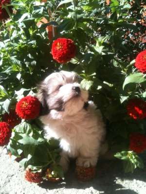 vand pui bichon pret de criza 500ron