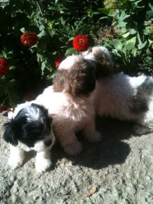 vand pui bichon pret de criza 500ron