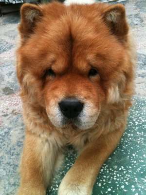 Monta Chow Chow