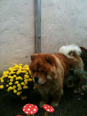 Monta Chow Chow