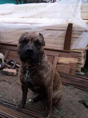 Vand pui Amstaff