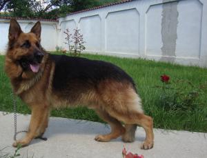 vand catei ciobanesc german