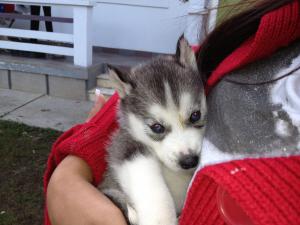 Vand HUSKY SIBERIAN