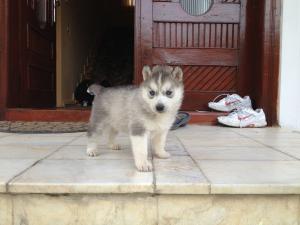 Vand HUSKY SIBERIAN