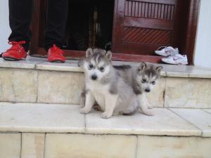 Vand HUSKY SIBERIAN