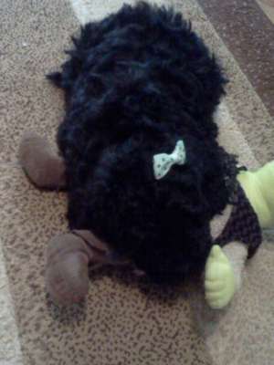 vand puii caniche toys de rasa