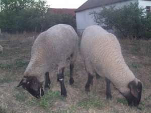 VAND 65 BUC. OI TIGAIE 4 BUC. BERBEC DIN CARE 2 BUC SUFFOLK