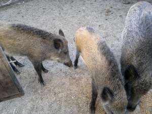 Vanzare porci mistreti