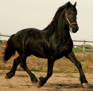 VAND CAI FREISAIN OLANDA (ARMASARI)