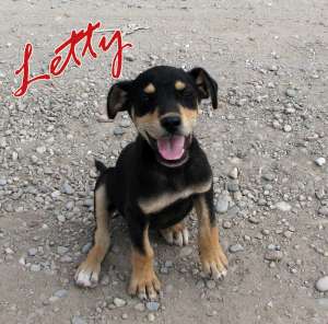 Letty,  metis de ciobanesc german