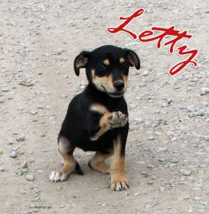 Letty,  metis de ciobanesc german