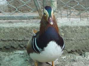 Vand Rate Mandarin si Carolin