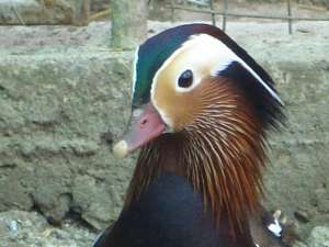 Vand Rate Mandarin si Carolin