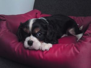 pui cavalier king charles tricolor