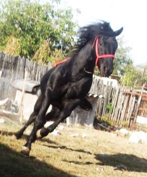 vand armasar