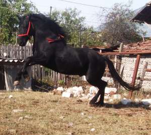 vand armasar