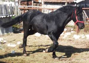 vand armasar