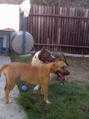 Vand pui Amstaff