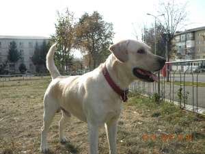 Ofer Mascul Labrador pentru Monta Botosani