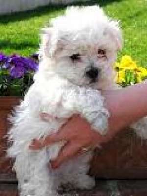 Vand pui Bichon Bolognese