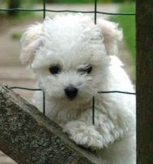 Vand pui Bichon Bolognese